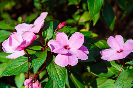 Rainforest Botanicals and Shaman Secrets