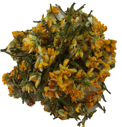 MaCar (Herbal Health)